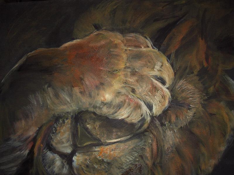 AB4.jpg - Lion caché