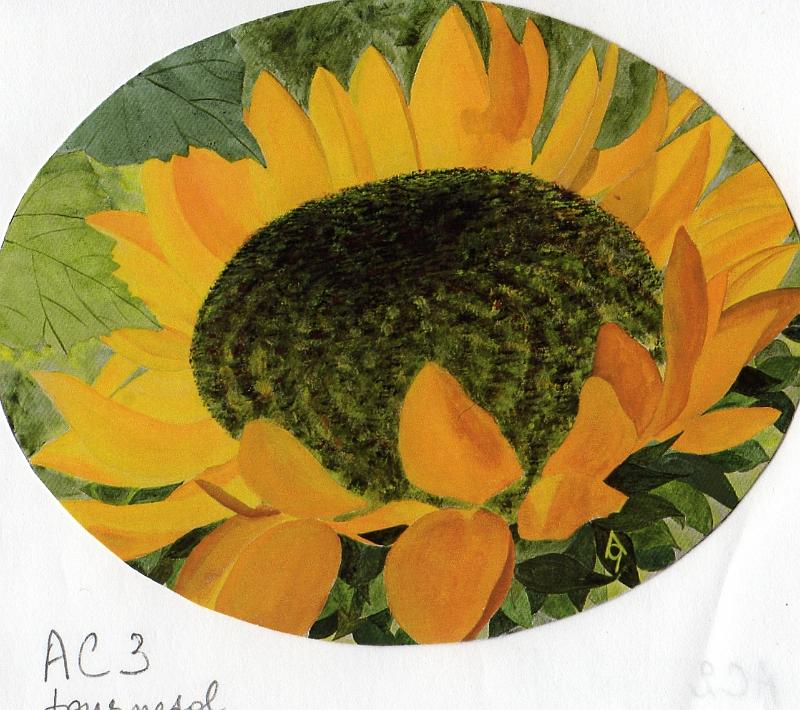 AC3.jpg - Tournesol