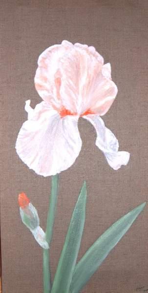 MNG2.jpg - Iris